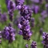 Lavandula angustifolia 'Peter Pan' -- Lavendel